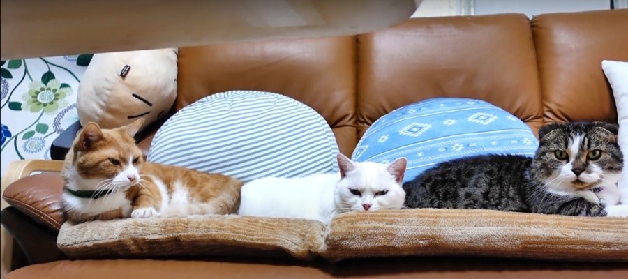 猫さんたちの変わった寝姿とすやすや眠る寝顔がたまらない