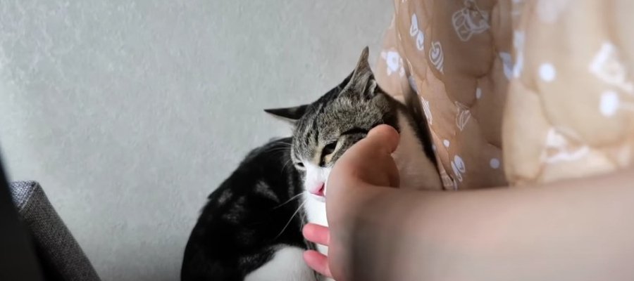 寂しい！！実はとってもとっても甘えん坊さんだった猫ちゃん♡