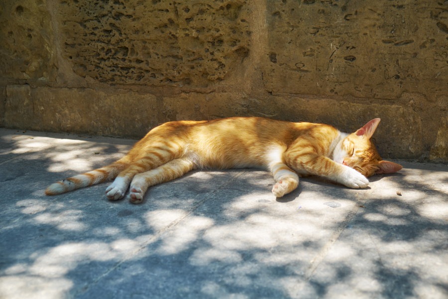 猫が暑いと思っている時の6つのサイン