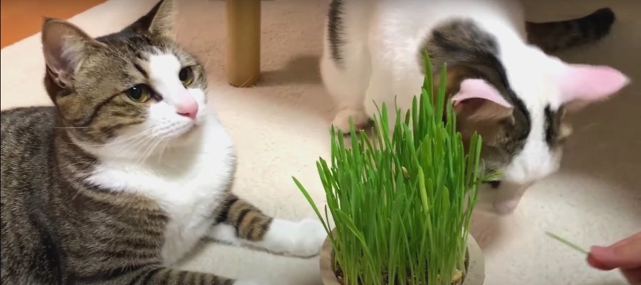 ３度目の正直！食いしん坊ニャンコを信じて猫草栽培♡