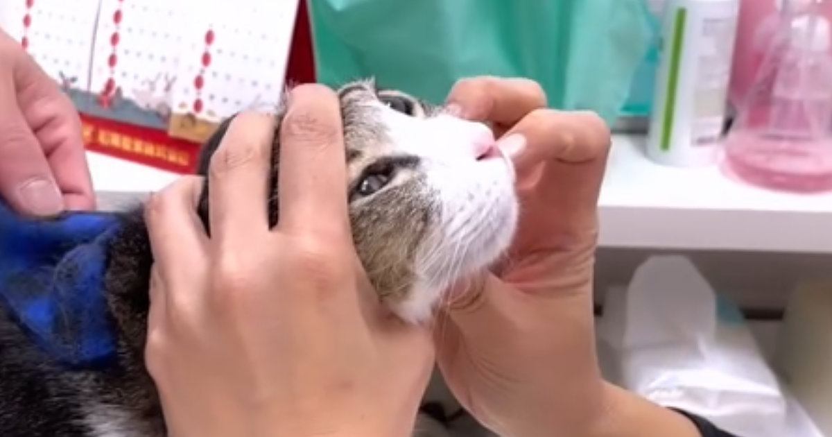 猫の鼻の穴に『何かができている』→心配になり病院に行った結果…獣医が放った『まさかの一言』が739万再生「パワーワードｗ」「涙出たｗ」