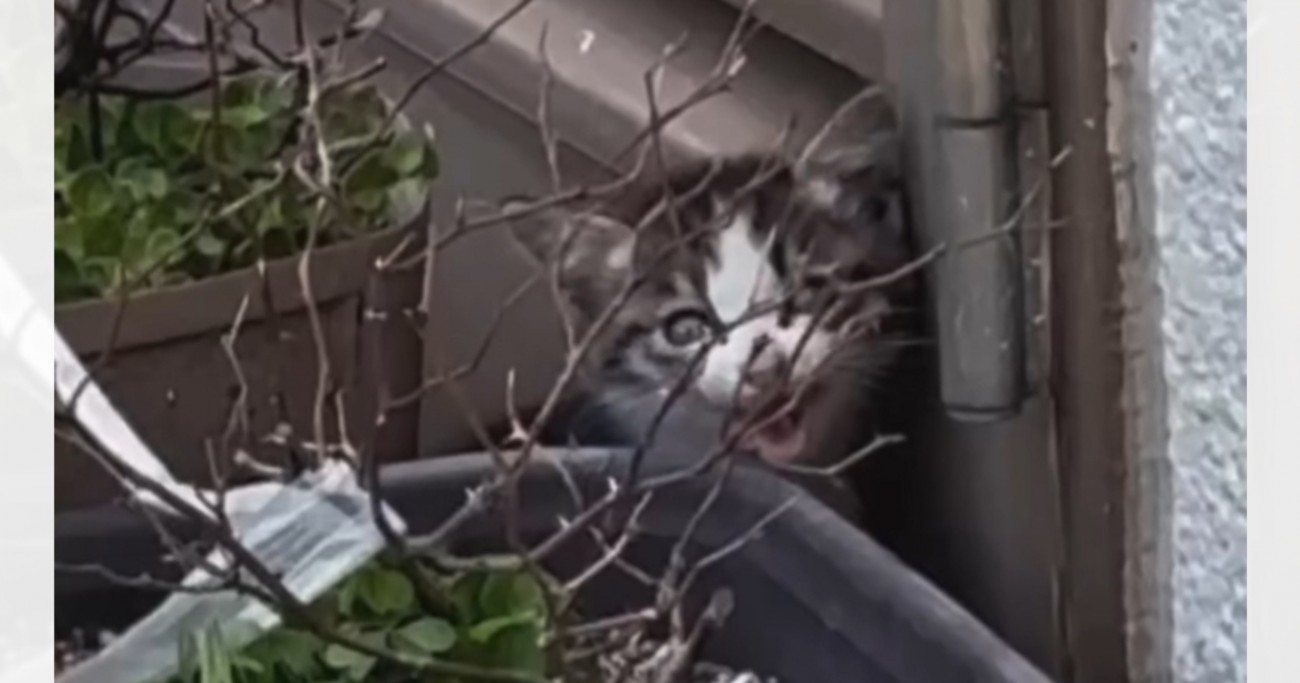 大型連休中、誰もいない公共施設から子猫の鳴き声→ただひたすら待ってみたら…思わず涙が出る光景が34万再生「よく頑張った」「感動」