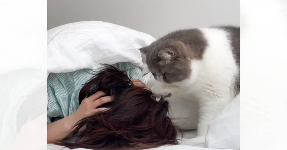 毎朝飼い主さんを起こしに来る猫→想像以上に激しい『起こし方』に爆笑の声続出「起きるしかないｗ」「真剣に起こしにかかってるｗ」と23万表示