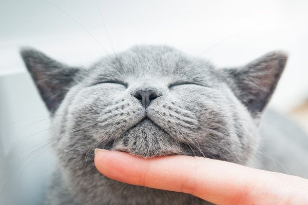 猫の口元にある「ω」部分の名前は？膨らみが持つ役割と注意点