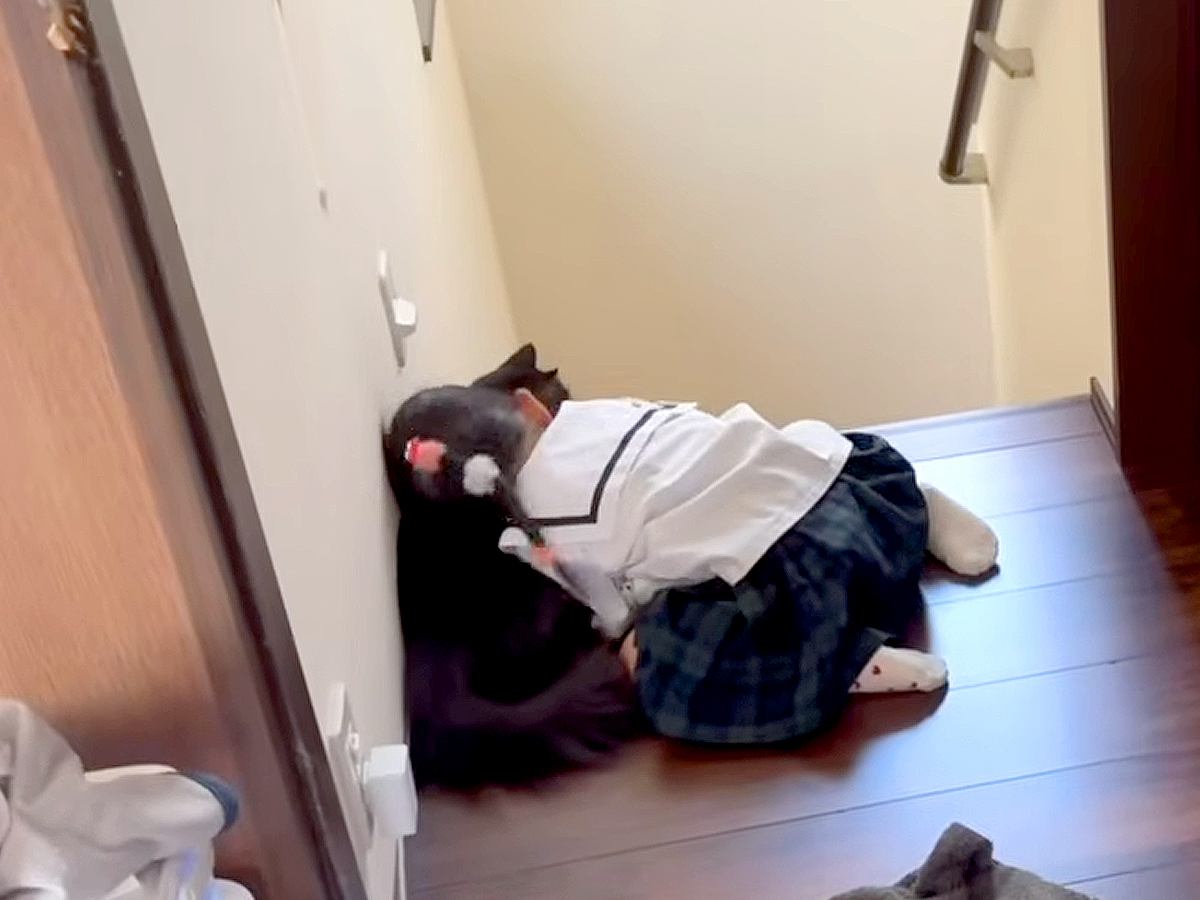 女の子2人が『猫吸い』をした結果→熱烈な頬ずりを受けたネコの、『愛情の深さを感じるリアクション』に「お利口さん」「守破離みたい」と反響