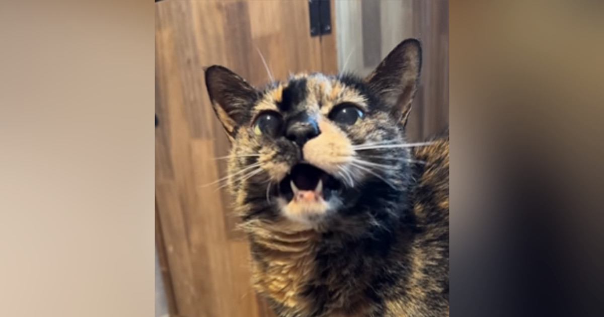 18歳の猫に『にゃんにゃん』と声をかけてみると…次の瞬間→思わず感動の『賢すぎる反応』に「天才じゃん」「おーって言っちゃったｗ」の声