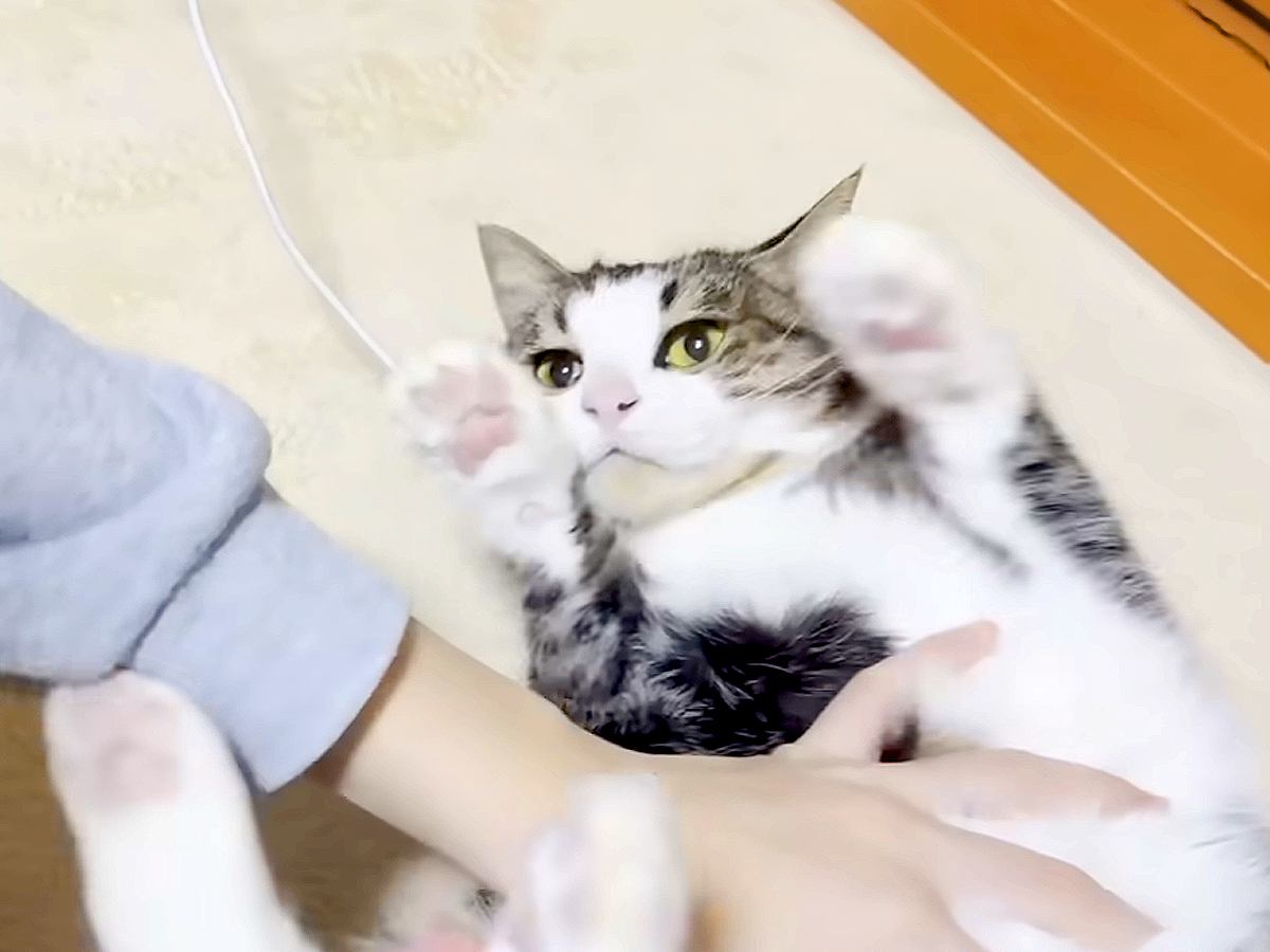 家族のそばにやってきたネコ→男の子に転がされると…完全に『信頼しきっている様子』が話題「ポヨンポヨンしてるのかわいい」「餅つき大会」