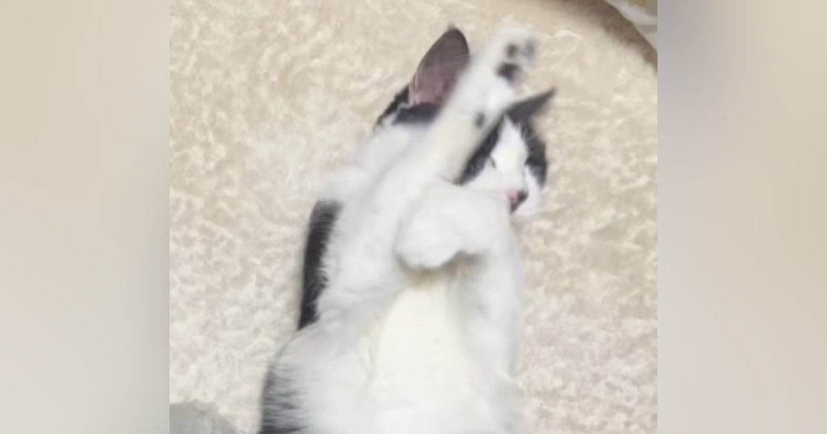 家猫になって手に入れた『穏やかな居場所』…元野良猫が過ごす何気ない一日が24万再生「すっかり家猫ちゃんｗ」「大切にされているのが分かる」