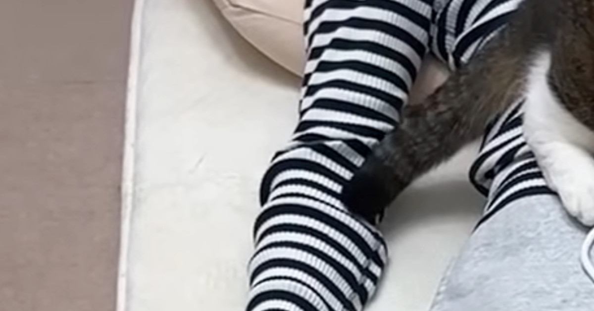 気持ちよさそうに眠るママ→猫たちが集まってきて…127万再生された『まさかの光景』に「幸せだねｗ」「すごい状況で笑った」の声