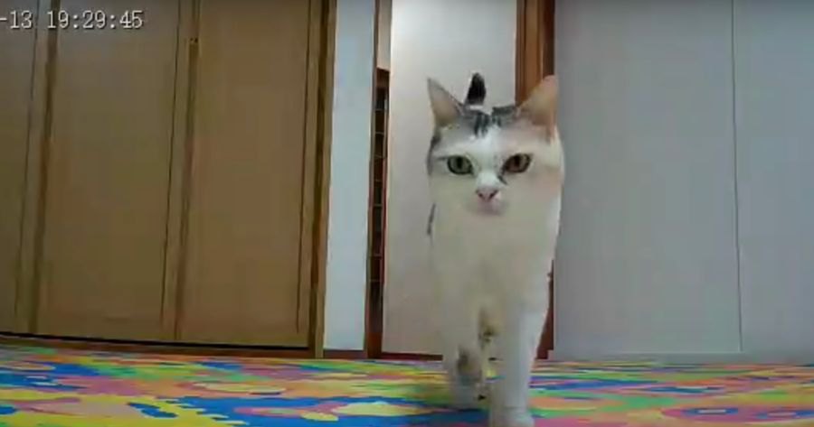 これで安心♪見守りカメラで猫ちゃんの様子を観察していると…？