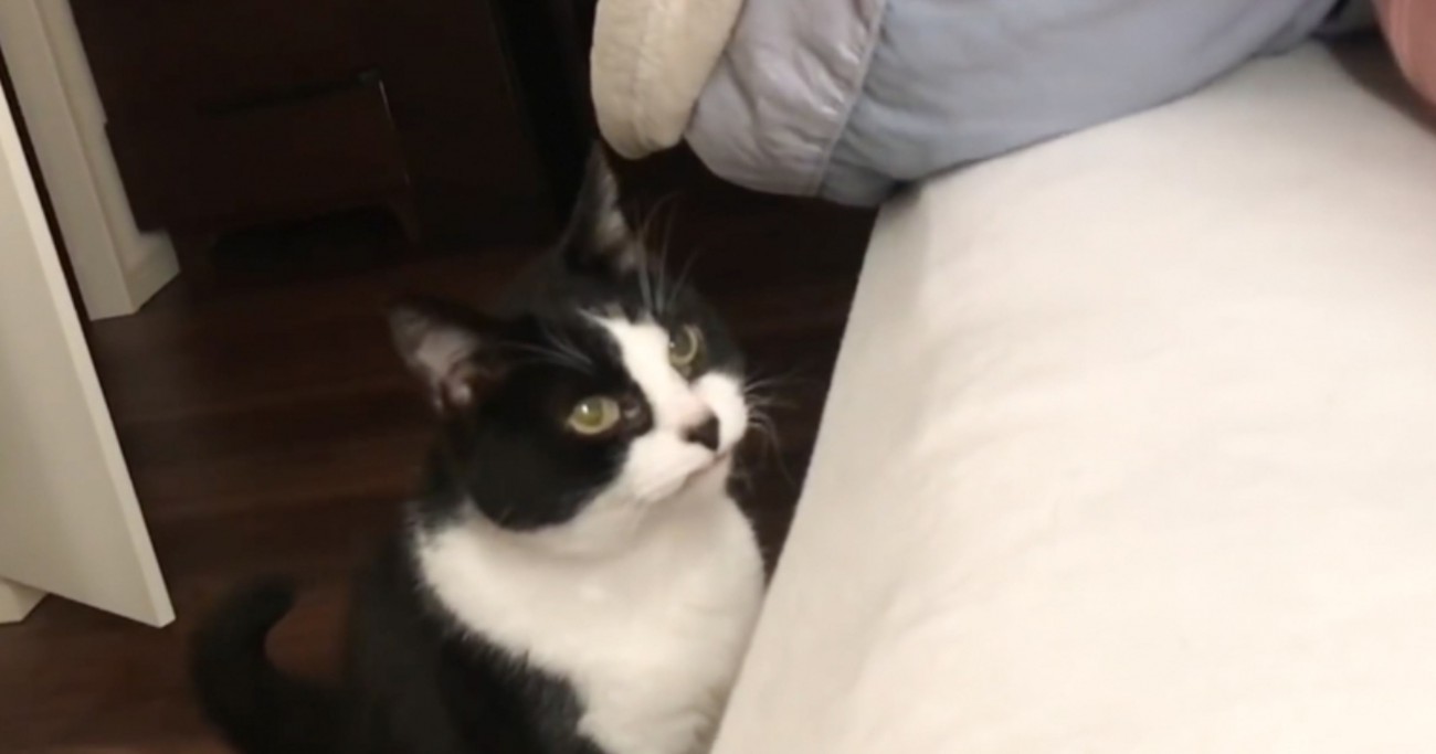 朝起こしにきてくれた猫を『二度寝に誘ってみた』結果…たまらなく愛おしい光景が65万再生「なんてステキな朝」「可愛すぎて涙が出た」