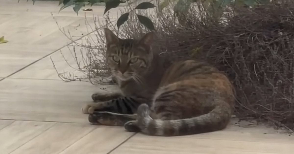 毎日中庭に来るようになった『野良子猫』を家族に迎えた結果…３年間の軌跡に「涙が止まらない」「顔つきが優しくなった」と感動の声続出