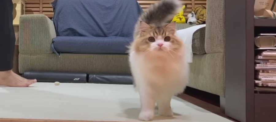 ドヤ顔！ジャンプ遊びが得意な猫くん