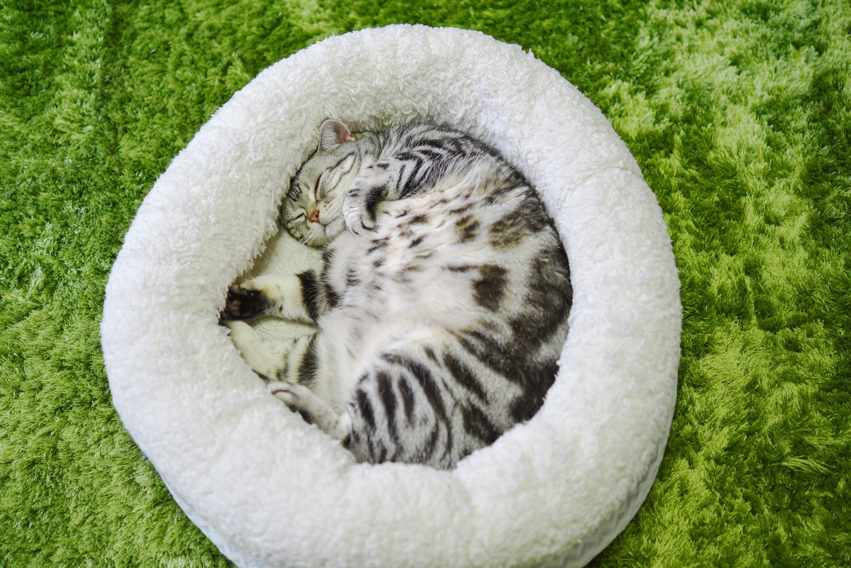 愛猫が『猫用ベッド』で寝てくれない5つのワケ　喜んで使ってもらえるベッド選びのポイントも