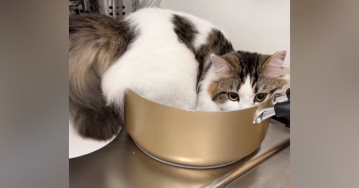 鍋に入っていた猫に『オケツ全部出てる』と伝えた結果…飼い主大爆笑の『まさかの行動』が51万再生「人語理解してるよね」「かわいいｗ」