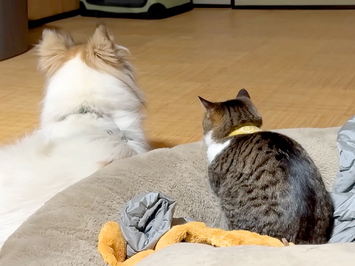 普段は勇敢な同居犬→雷を怖がっているのを見たネコがそばに寄り添って…涙が出るほど健気な『まさかの行動』に反響「感動した」「いい関係性」