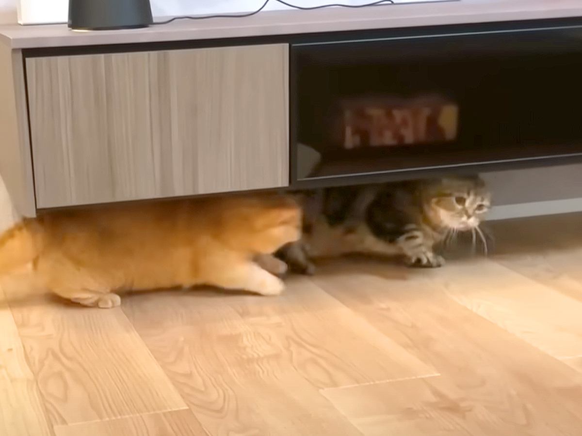 兄猫にケンカをふっかけた弟猫→暗がりに追い詰められて…まさかの『降参ポーズをする様子』に「見てる側としては微笑ましいｗ」「覇気すごい」