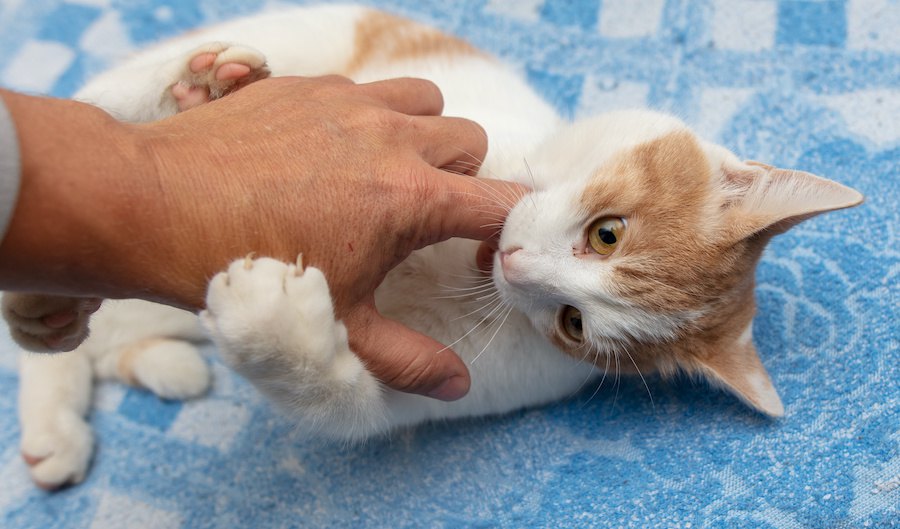 愛猫が飼い主に噛みつく時にチェックすべきこと５つ