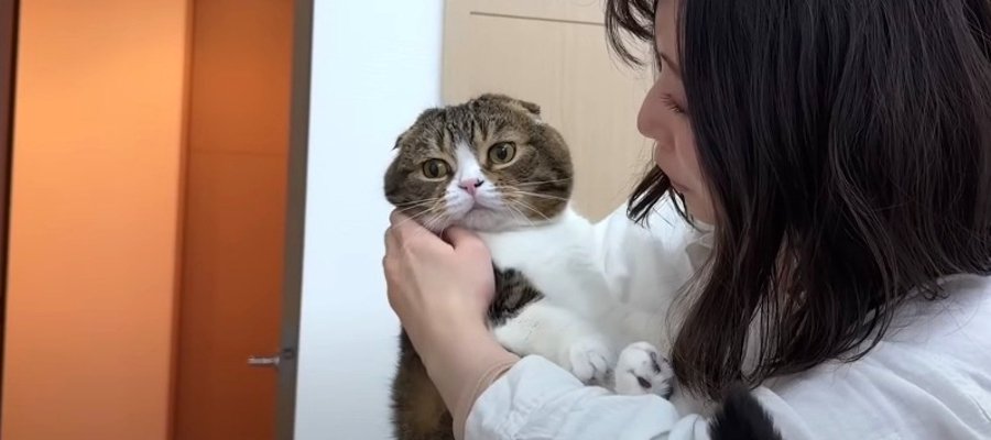 嫁猫ちゃんに会って帰ってきた飼い主さんに怒っちゃったパパ猫くん！？