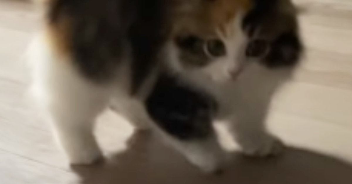 パヤパヤ子猫を撮影していると→突然背中を丸めだして…尊すぎる『やんのかステップの瞬間』が54万再生「心臓止まるかと思った」「過去一」