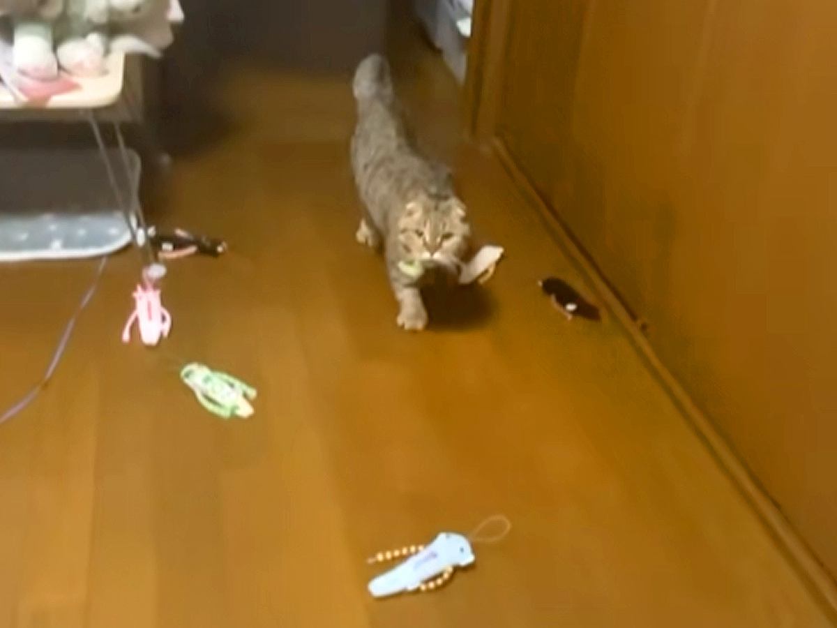 おもちゃを持ってきて床に置く猫→何度も繰り返して…まるでコレクターのような『愛おしい行動』が話題「いっぱい落ちとる」「大量のモケケｗ」
