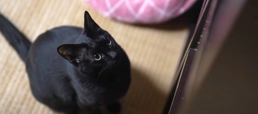 暖かい日は活動日和！アクティブな一日を過ごす黒猫ちゃん