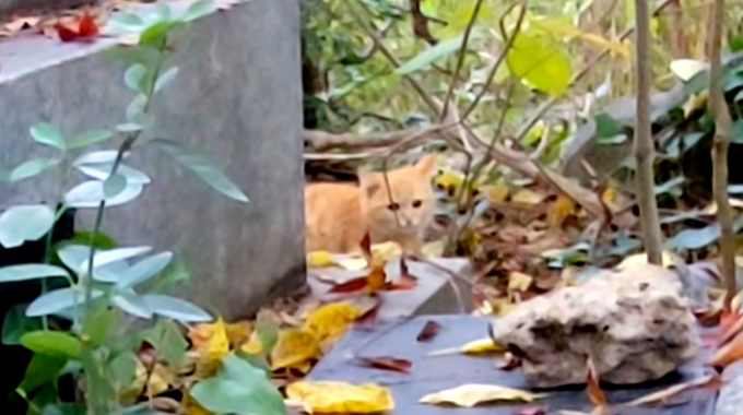 お墓をさまよう子猫を保護……意外な“ご縁”にほっこり♡