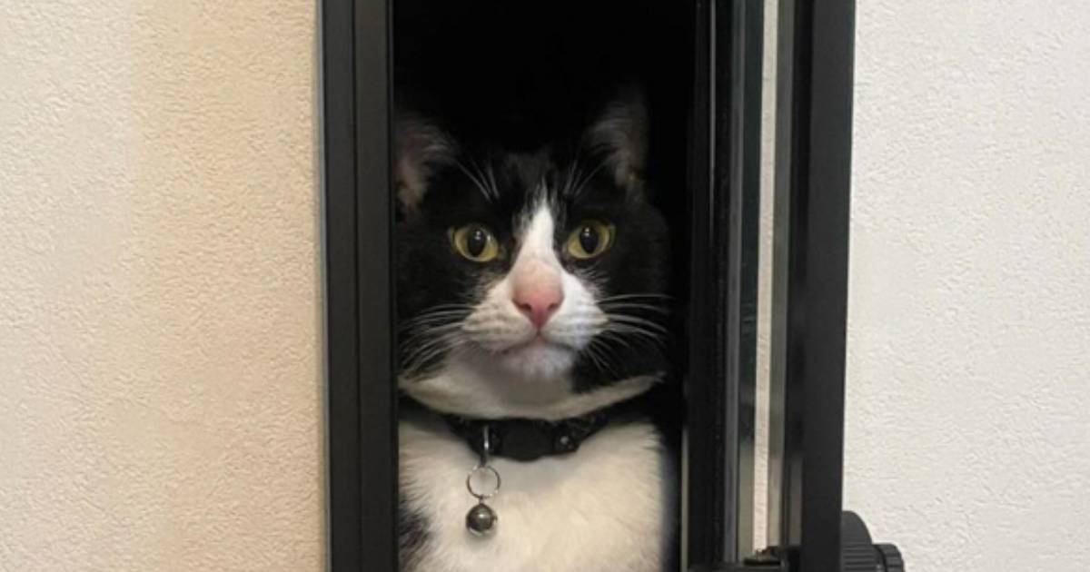 郵便ポストの扉を閉め忘れた結果→猫が……大爆笑必至の"まさかの光景"が35万表示「素晴らしいお届けものｗ」「フィット感に笑った」の声