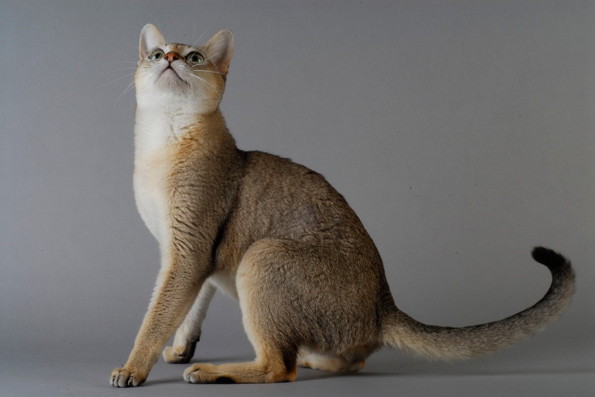 『ティッキング』が特徴の猫種3選　美しい被毛の特徴や魅力をご紹介