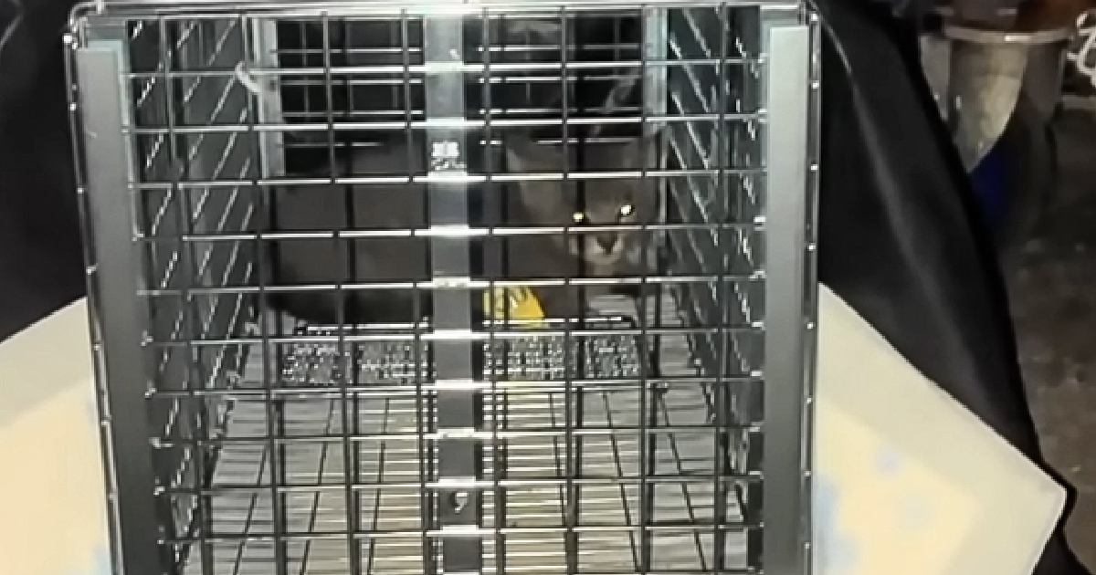 『ゴミ置き場の中にいた小さな子猫』→保護されて2か月が経つと…「大きくなって別猫のよう」「幸せになれて良かった」成長していく様子に感動