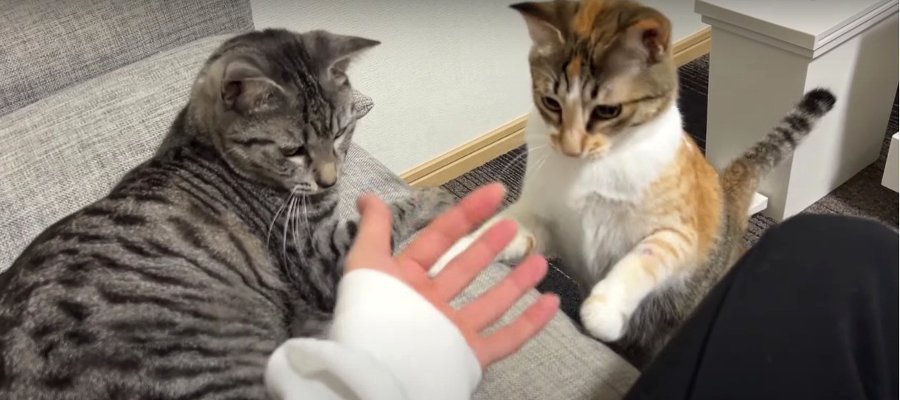 パンチ炸裂！戯れる猫ちゃんと押しのける猫ちゃん