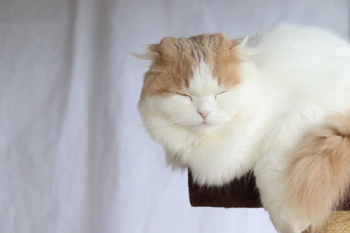 猫の『まばたき』の回数が少ない理由3つ　人との構造の違いや頻度が多いときの注意点も
