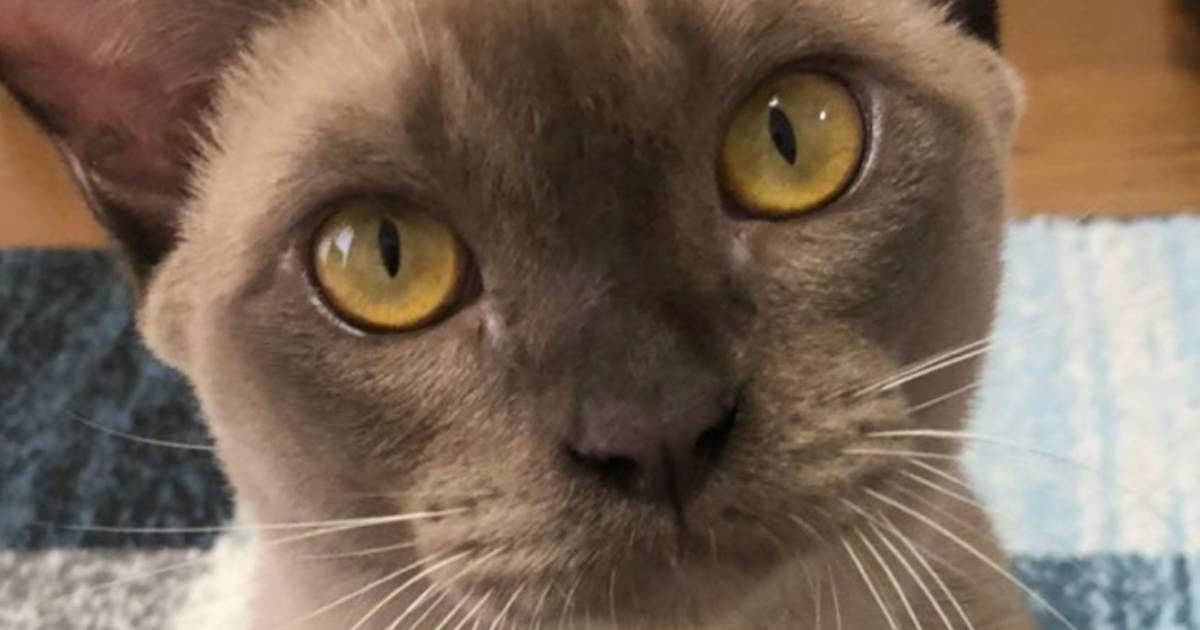 猫が家にやってきた当初と現在を比較したら…まるで芸術品『美しすぎるビフォーアフター』が反響「いい色」「アラブみを感じる高級感」