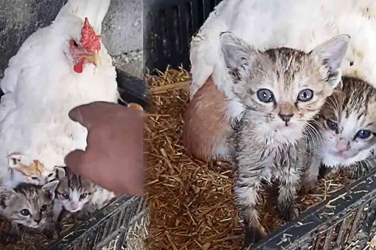 鶏舎から子猫たちの鳴き声...心温まる展開に感動！