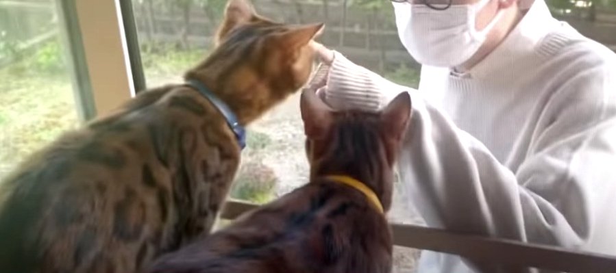 『何をしているニャ？』お庭にいる飼い主さんが気になる猫くん