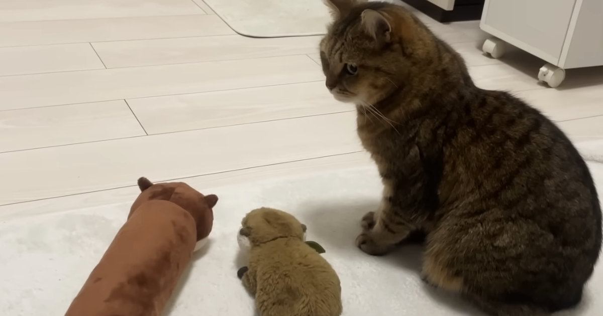 猫のとなりに『カワウソのぬいぐるみを２つ』並べた結果…可愛すぎて笑ってしまう『まさかの展開』に反響「井戸端会議ｗ」「三兄弟ｗ」