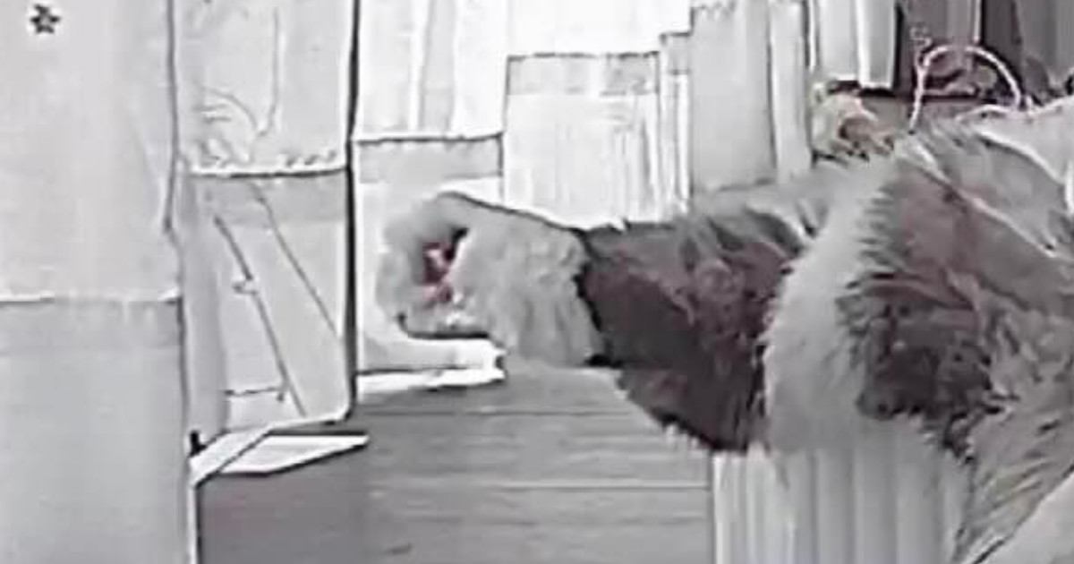 見守りカメラで『留守番中の猫』を見たら…想像以上に『ひとり時間を満喫している様子』に「腹抱えて笑ったｗ」「たぶん中身は人間」と爆笑の声