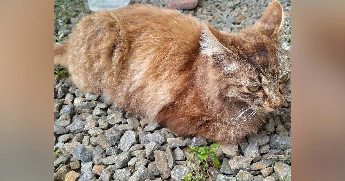 置き去りにされて『ガリガリに痩せていた猫』を保護したら…現在の『幸せいっぱいな表情』に「泣けた」「助けてくれてありがとう」の声