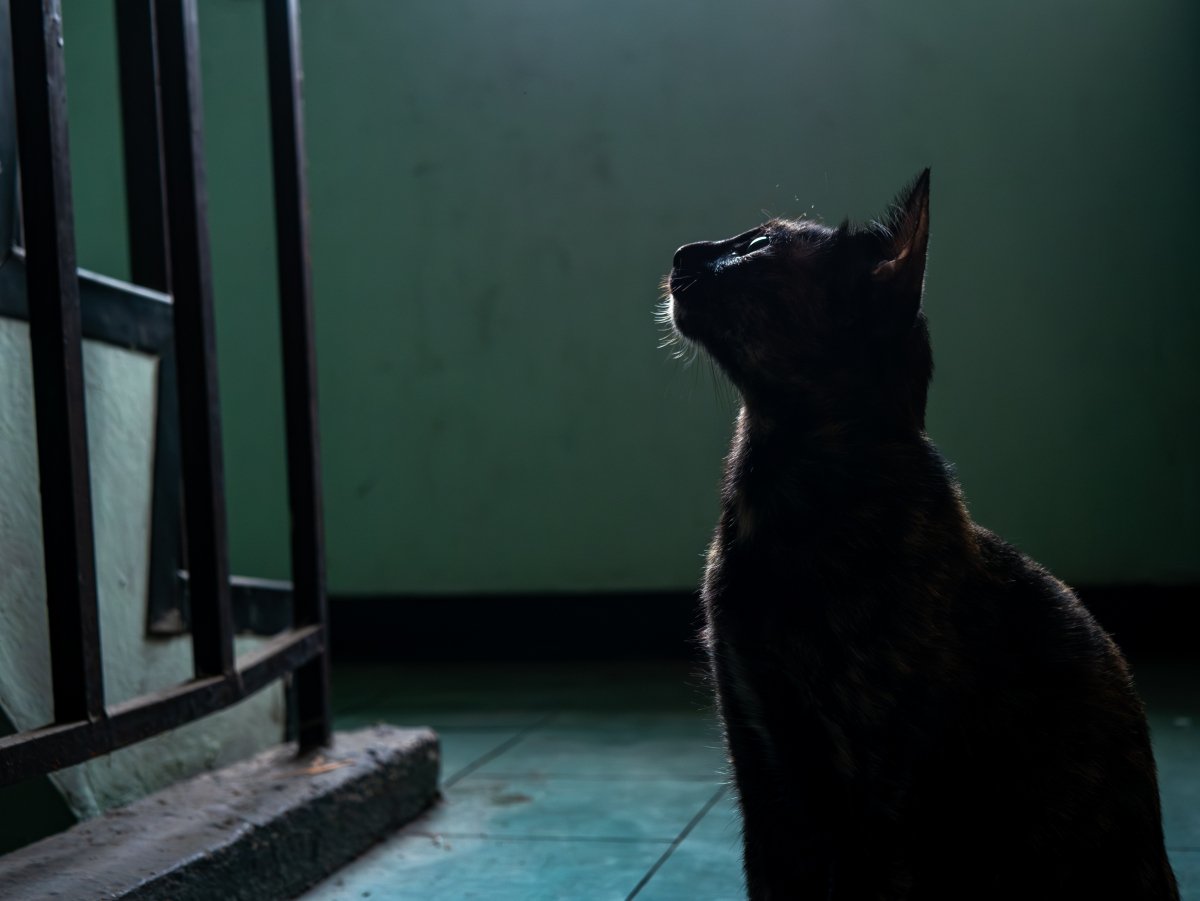 猫の目には『幽霊が見えている』と言われる理由4つ　本当に見えるの？不思議な仕草の意味とは
