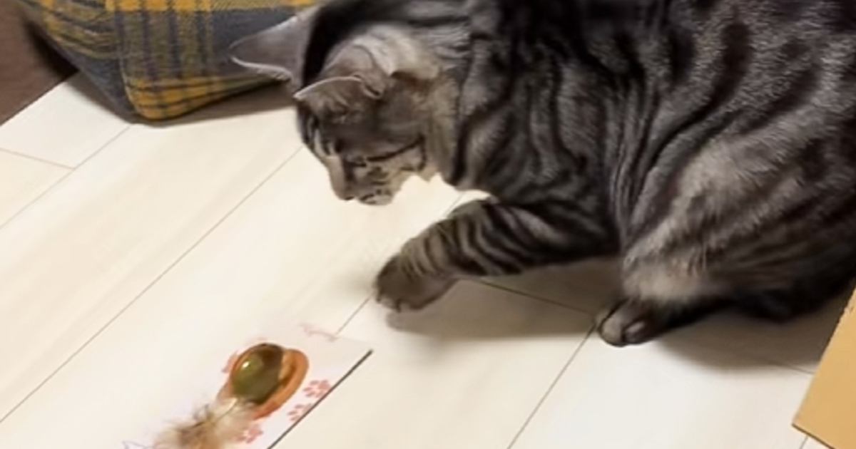 おもちゃを持って行った猫→前が見えなくなって…『可愛すぎる瞬間』に爆笑する人が続出「頑なに落とさなくて草」「オドオドが可愛すぎるｗ」