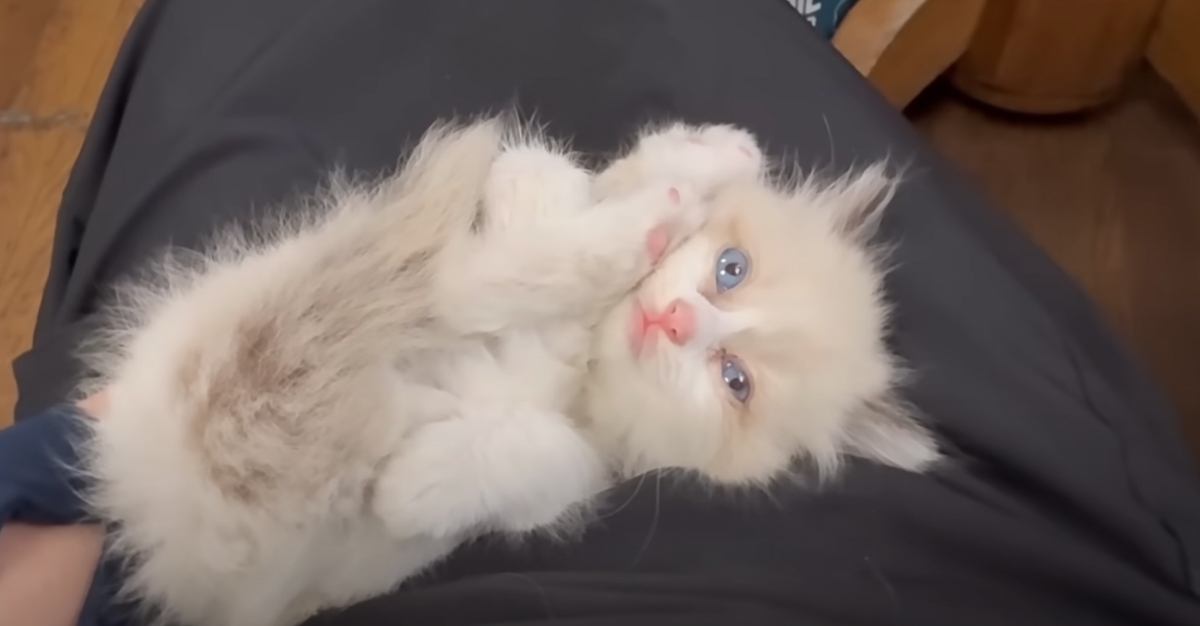 雨の夜、『ドブで鳴いていた赤ちゃん猫』を保護した結果…夫婦をメロメロにさせた『天使すぎる姿』が30万再生「可愛すぎ注意ｗ」「嬉しそうｗ」