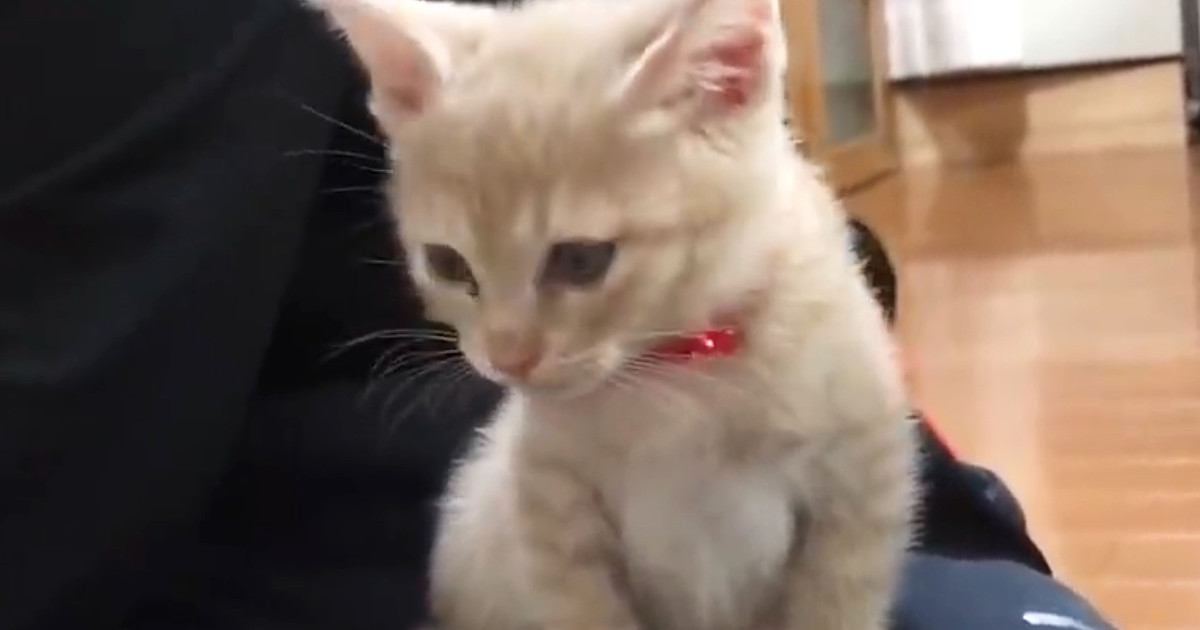 ごはんを食べ終えた子猫→飼い主の『膝の上』でくつろぎ始めると…尊すぎる光景が45万再生「天使みたい」「癒しをありがとう」