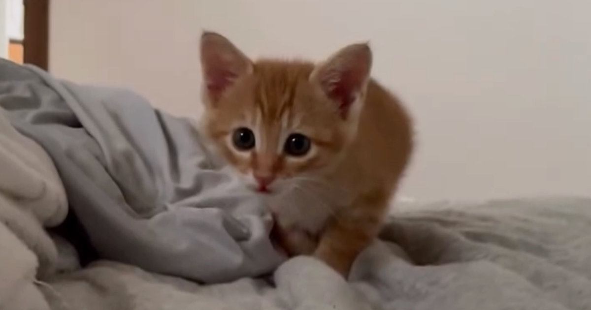 そろりそろりと近づいてくる子猫→『飼い主が起きていると気付いた』次の瞬間…尊すぎる行動に「言葉を失う可愛さ」「ハートを奪われた」と話題