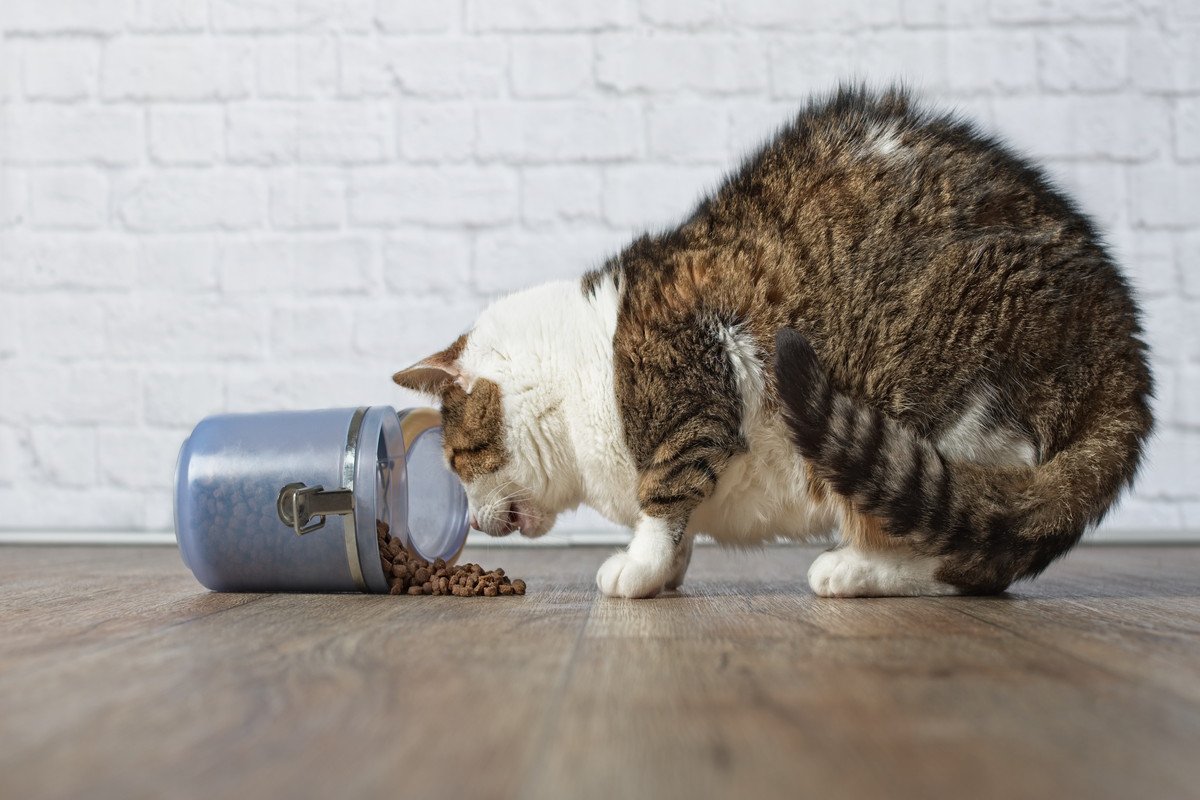 猫が食べすぎてしまう『危険な過食』の原因3つ　病気の可能性から対処法まで解説