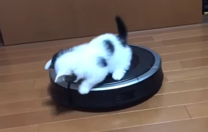 お掃除ロボットとたわむれる子猫がただただかわいい