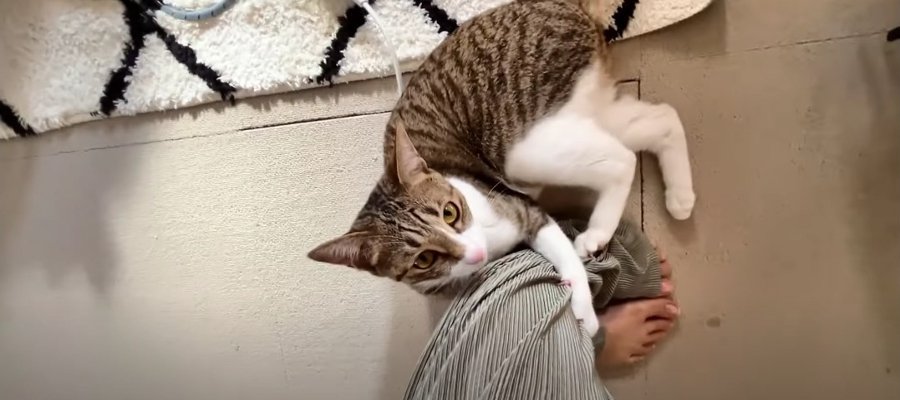 『かまって！！』あの手この手でアピールする猫ちゃんの姿が可愛い♡