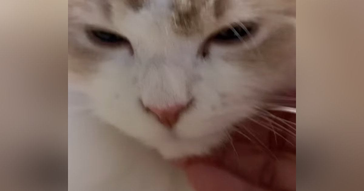 気持ちよさそうに撫でられていた猫→突然、『表情が変化』して…笑ってしまう光景が14万再生「ご満悦そうなのにｗ」「あるあるだよねｗ」