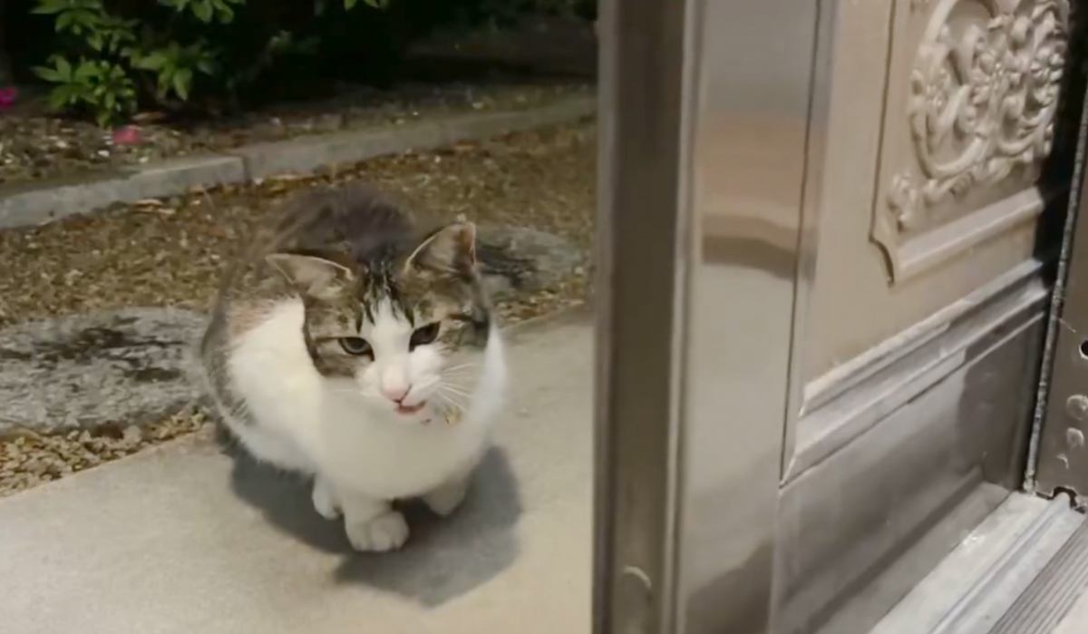 連日家の前に現れるようになった猫→野良なのか分からず『手紙をつけてみた』結果…驚きの展開が980万表示「伝書猫」「なんて素敵」