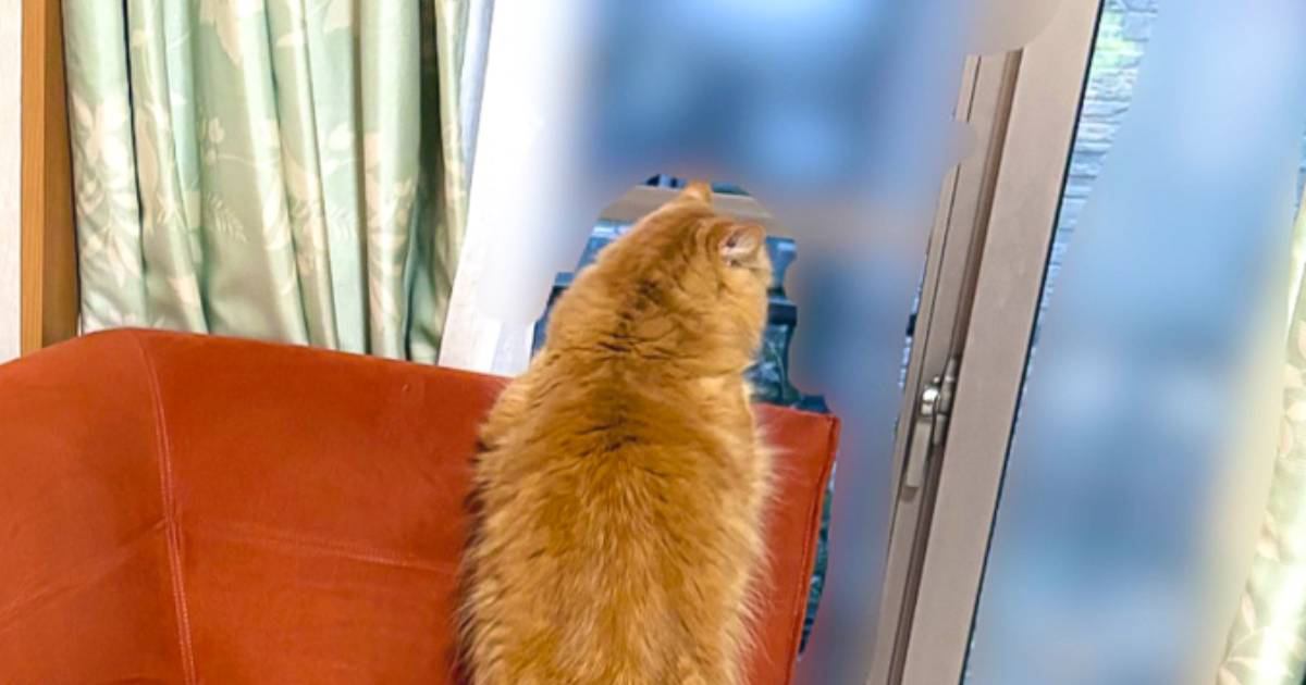 外を眺める猫の後ろ姿を撮影したら…様子のおかしい『低級悪魔が映り込んだ瞬間』が530万表示「序盤のダンジョンに出てきそう」「浮いてる…」