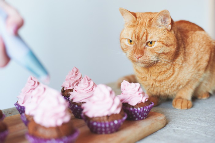 猫用のケーキとは？特徴とおすすめケーキ5選！